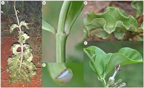 Image result for Ceropegia conrathii
