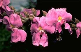 Image result for Macropsychanthus