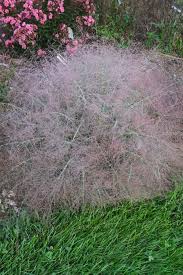 Image result for Eragrostis dinteri