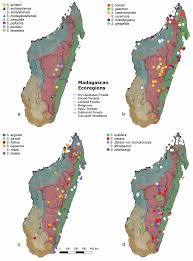 Image result for Scleria melanomphala