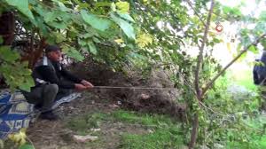 mersin de kafes evdeki kuslar ozgurluge uctu dailymotion video