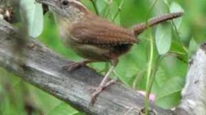 A tiny bird with a big voice, the canyon wren sings a gorgeous series of sweet, cascading whistles that echo off the rocky walls of its canyon habitat. Carolina Wren S Nest Hubpages