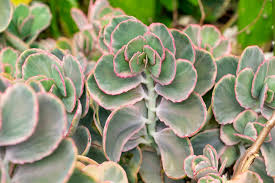 Image result for Kalanchoe fedtschenkoi