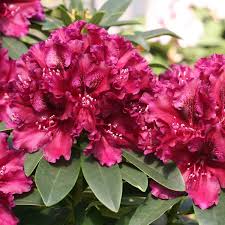 Rhododendron Midnight Beauty Hardy Hybrid Rhododendron Dobbies Garden Centres Burgundy Flowers Garden Center Flowers