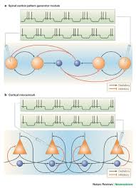 We did not find results for: The Cortex As A Central Pattern Generator Nature Reviews Neuroscience