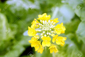 If you are looking to add a pop of color, try adding yellow to your yard! Yellow Flowers Vegetables Stock Photo Picture And Royalty Free Image Image 15797946