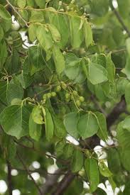 Image result for Commiphora mossambicensis