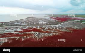 Aerial view of the Red Beach or Liaohekou Honghaitan National Marine Park  resembling blood vessels in Dawa county, Panjin city, northeast China's  Liao Stock Photo - Alamy