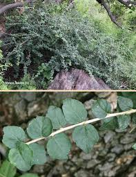 Image result for Erythrococca