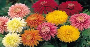 Chrysanthemen Giftige Pflanzen Bluhende Pflanzen Stauden Pflanzen