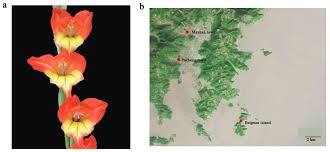 Image result for Gladiolus permeabilis