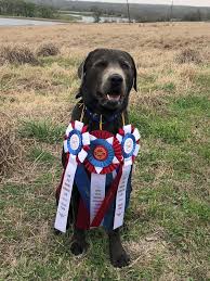 We did not find results for: Silver Dollar Dogs And Our Silver Labradors