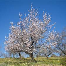 Shop our huge selection of flowering trees online with delivery right to your door. Almond Tree Planting Care Pruning Harvest And Diseases