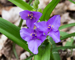 Image result for Commelinaceae