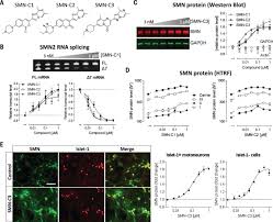 List of 130 smn definitions. Smn2 Splicing Modifiers Improve Motor Function And Longevity In Mice With Spinal Muscular Atrophy Science