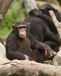 What Are The Smartest Animals In The World And How Do We Know Popular Science Animals Animals Of The World Singapore Zoo