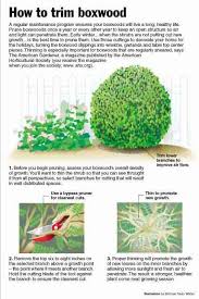Once it has established, it will need a weekly watering during periods of drought or extreme heat. 8 Green Velvet Boxwood Ideas Green Velvet Boxwood Boxwood Landscaping Box Wood Shrub