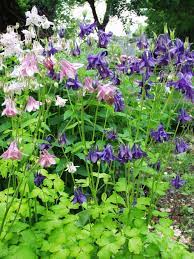 Pin On Columbines