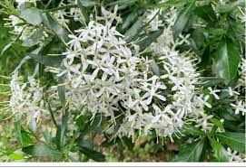 Image result for Pavetta uniflora