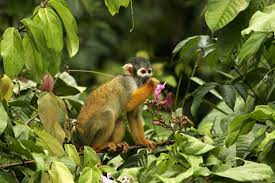 In the rainforest most plant and animal life is not found on the forest floor, but in the leafy world known. Amazon Rainforest Animals A Beginner S Guide To 21 Species International Expeditions
