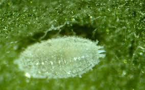 We did not find results for: Mealybugs Cannabis How To Identify Get Rid Of It Quickly