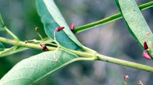 Image result for Tacazzea