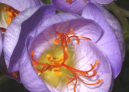 The main reason is the slow harvesting process. World S Most Expensive Flowers Interflora