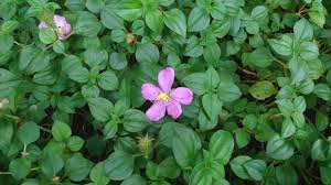 Image result for Heterotis rotundifolia