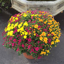 Maybe you would like to learn more about one of these? Garden Mum Patio Pot Kremp Com