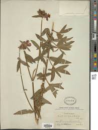 Image result for Antherotoma