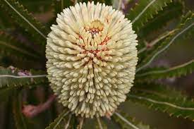 Banksia Aemula Flowers Nature Beauty Plants