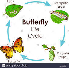 Life Cycle Cut Out Stock Images Pictures Alamy