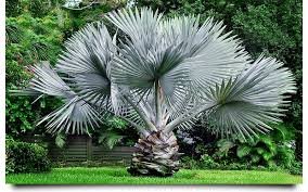 Silver Bismark Palm Landscaping Lehigh Acres Palm Trees Landscaping Tropical Landscaping Sago Palm Tree