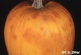 How to keep yellow zucchini from discoloration. What S Wrong With My Plant Garden University Of Minnesota Extension