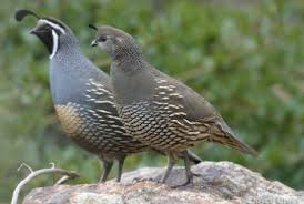 Image result for Callichilia bequaertii