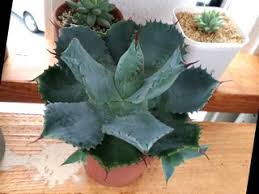 アガベ雷神さん 植え替え 多肉植物diary