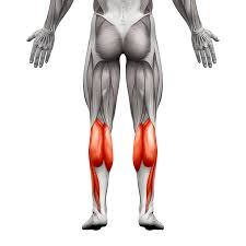 A common site for leg cramps is the calf muscles. Calf Muscle Stock Photos And Images 123rf