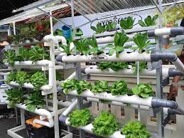 Hydroponic Solution For Vege Farming In The House Backyard Aquaponics Aquaponics Aquaponics System