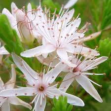 Image result for Tetragonia calycina