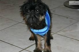 Brussels Griffon Puppy For Sale Near South Florida Florida