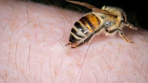 Unlike honey bees, bumble bees can sting multiple times. fun fact: How Do Wasp And Bee Stings Work Griffin Pest Solutions
