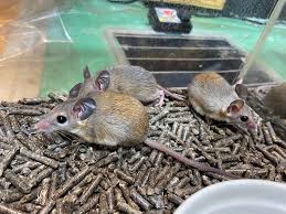 カイロ トゲ マウス