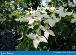 Image result for Cornaceae