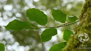 Image result for Quercus suber