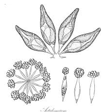 Image result for Maesobotrya floribunda