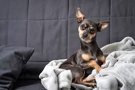 Image result for miniature pinscher