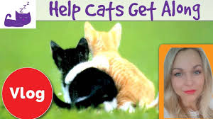 Maybe you would like to learn more about one of these? How To Help Your Cats To Get Along Reintroduction Technique For Cats Youtube