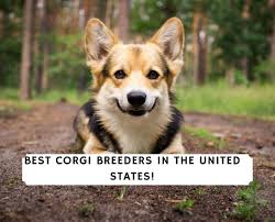 Hat creek corgis make great therapy and emotional support dogs. 4 Best Corgi Breeders In The United States 2021 We Love Doodles