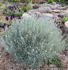 Image result for Helichrysum candolleanum