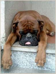Awesome Boxer Boxer Dogs Boxer Love Boxer Puppy
